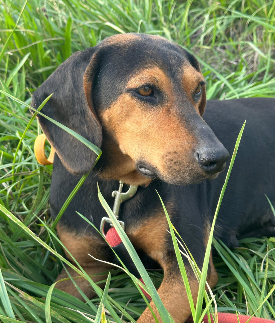 Safiro Zorro Dogsavior Jul25 4