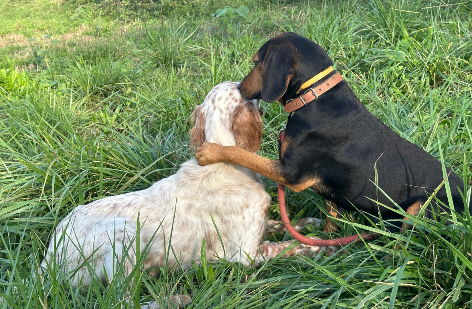 Safiro Zorro Dogsavior Jul25 5