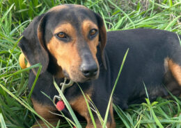 Safiro Zorro Dogsavior Jul25 Beitragsbild