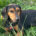 Safiro Zorro Dogsavior Jul25 Beitragsbild