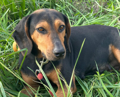 Safiro Zorro Dogsavior Jul25 Beitragsbild