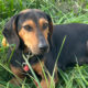 Safiro Zorro Dogsavior Jul25 Beitragsbild