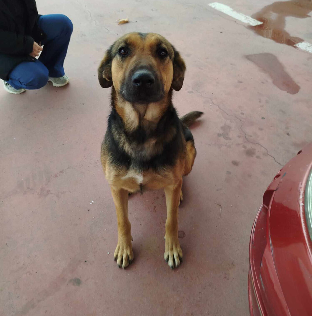 Sasha Zorro Dogsavior Jul25 1