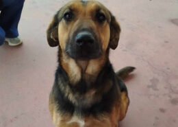 Sasha Zorro Dogsavior Jul25 Beitragsbild