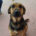 Sasha Zorro Dogsavior Jul25 Beitragsbild