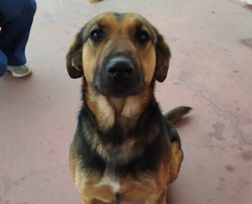 Sasha Zorro Dogsavior Jul25 Beitragsbild