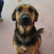 Sasha Zorro Dogsavior Jul25 Beitragsbild