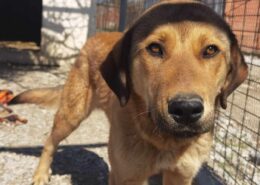 Tom Zorro Dogsavior Mär25 Beitragsbild