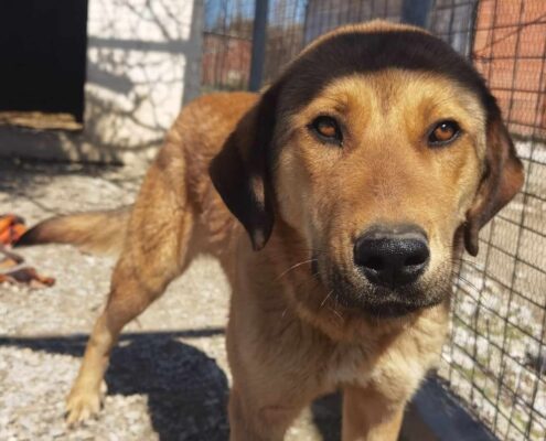 Tom Zorro Dogsavior Mär25 Beitragsbild