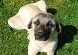 Totem Zorro Dogsavior Jul25 Beitragsbild