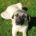 Totem Zorro Dogsavior Jul25 Beitragsbild