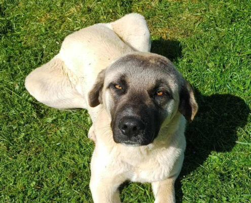 Totem Zorro Dogsavior Jul25 Beitragsbild