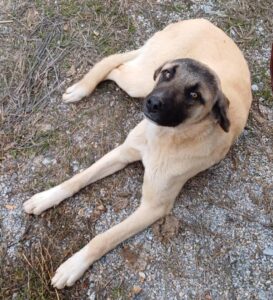 Hund liegt auf Kiesboden und blickt nach oben, umgeben von Gras.