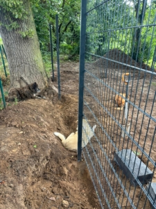 Zorro Dogsavior Baustelle Jul25 1