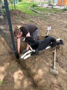 Zorro Dogsavior Baustelle Jul25 2