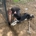 Zorro Dogsavior Baustelle Jul25 2
