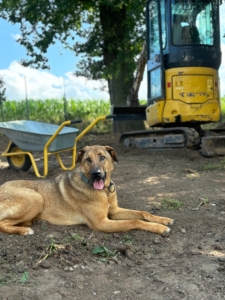 Zorro Dogsavior Baustelle Jul25 3