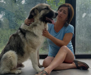 Zorro Dogsavior Notunterkunft Beitragsbild