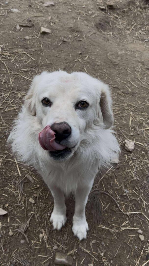 Weißer Hund auf erdigem Boden, leckt seine Nase mit der Zunge.