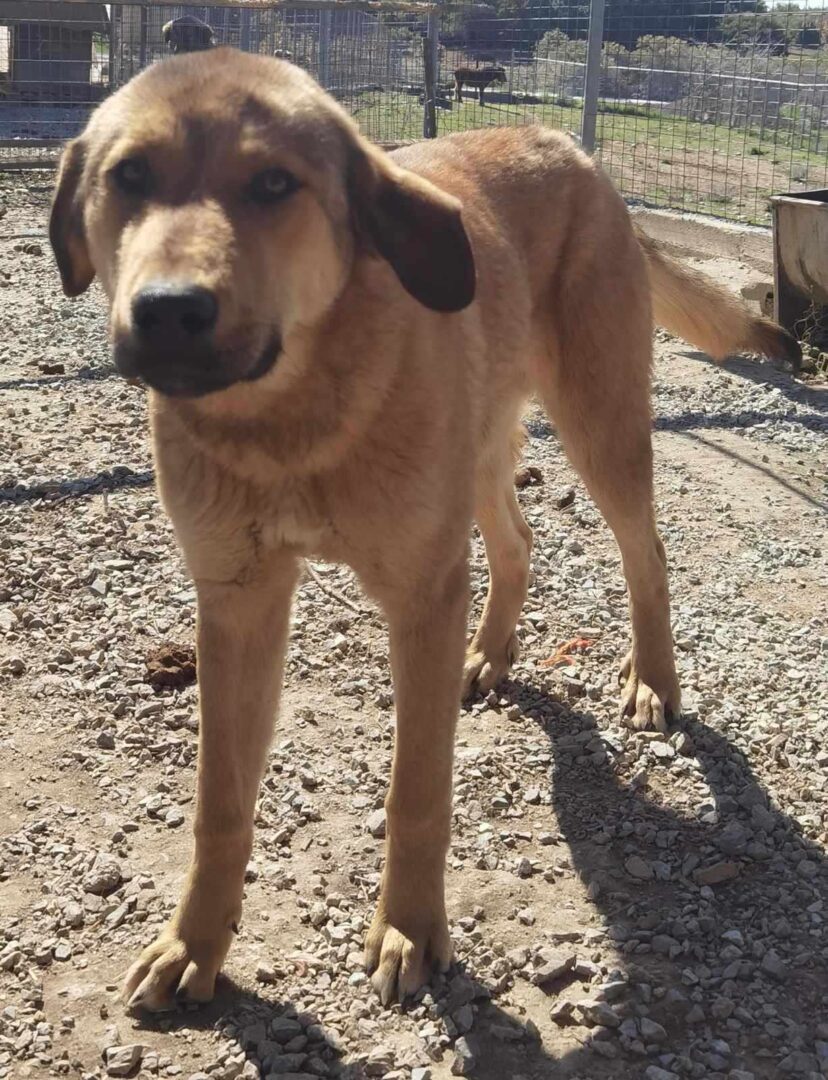 Hund steht im Freigehege auf kiesigem Boden bei Sonnenschein.