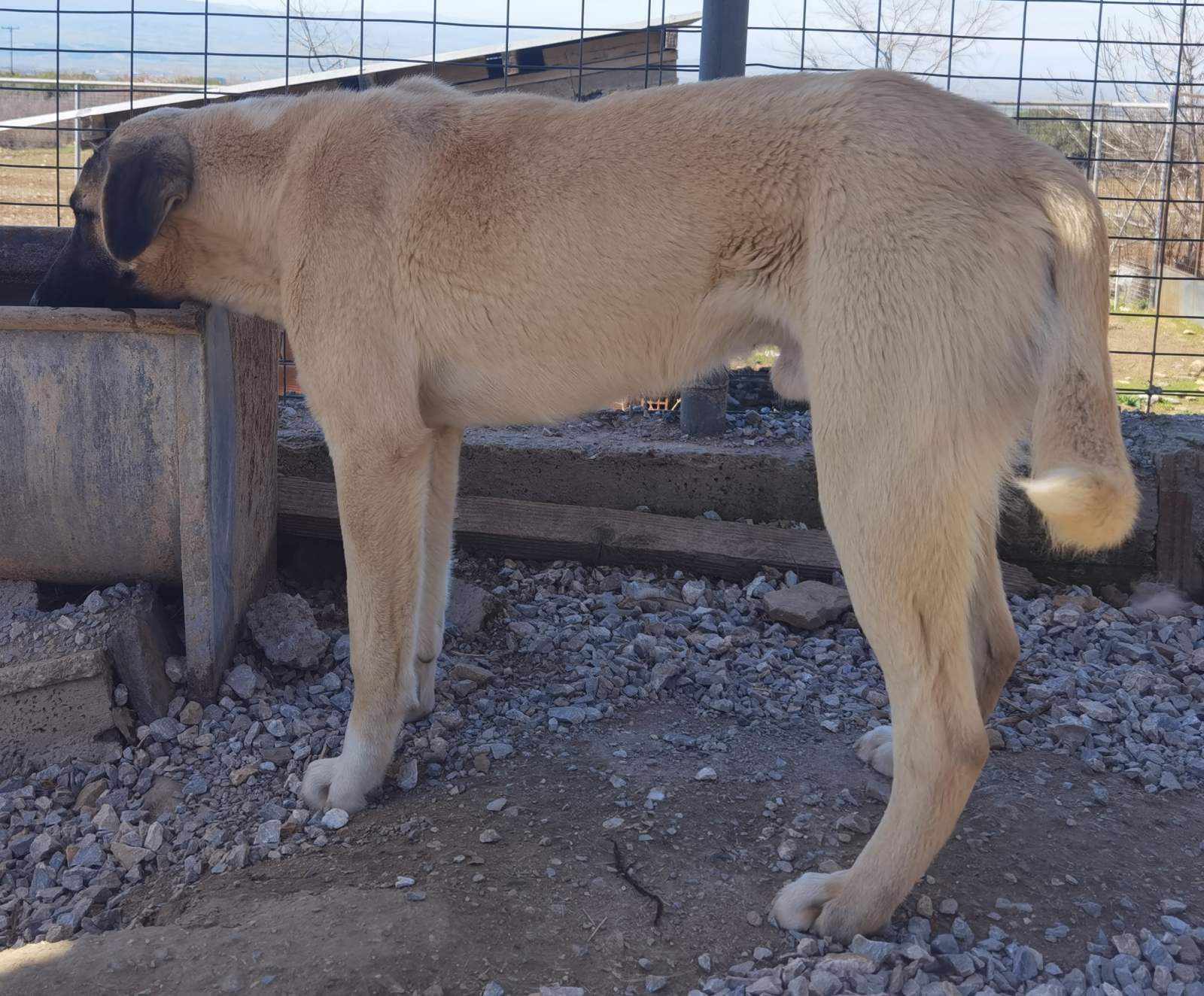 Ein großer, beiger Hund steht an einem Futtertrog auf Kiesboden.
