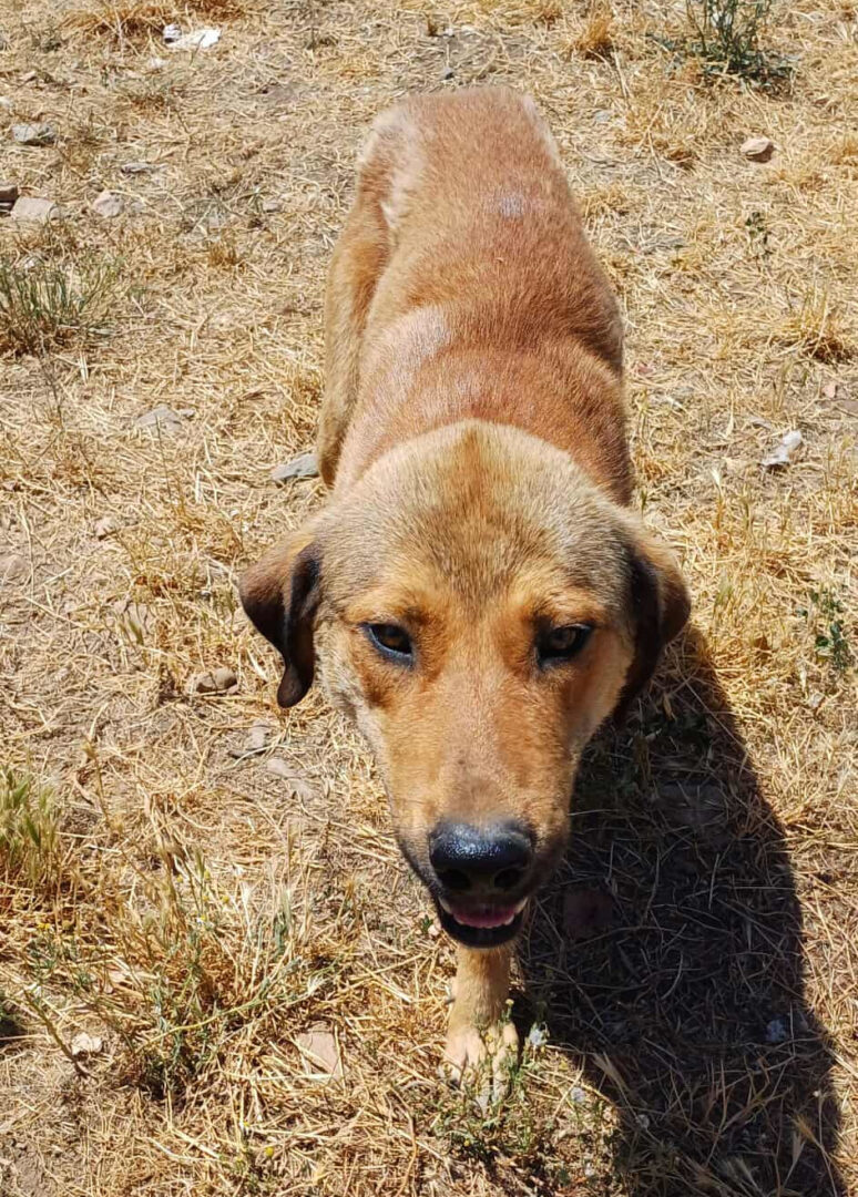 Ein brauner Hund steht auf trockenem, grasigem Boden in der Sonne.