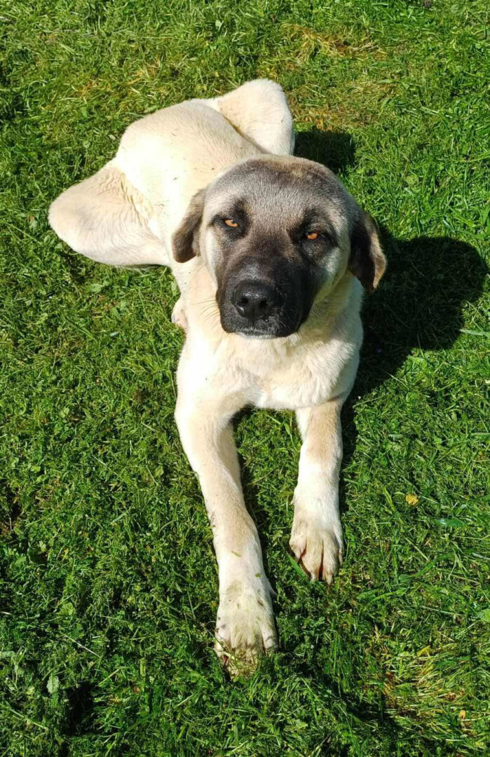 Ein großer Hund liegt auf grünem Gras im Sonnenschein.
