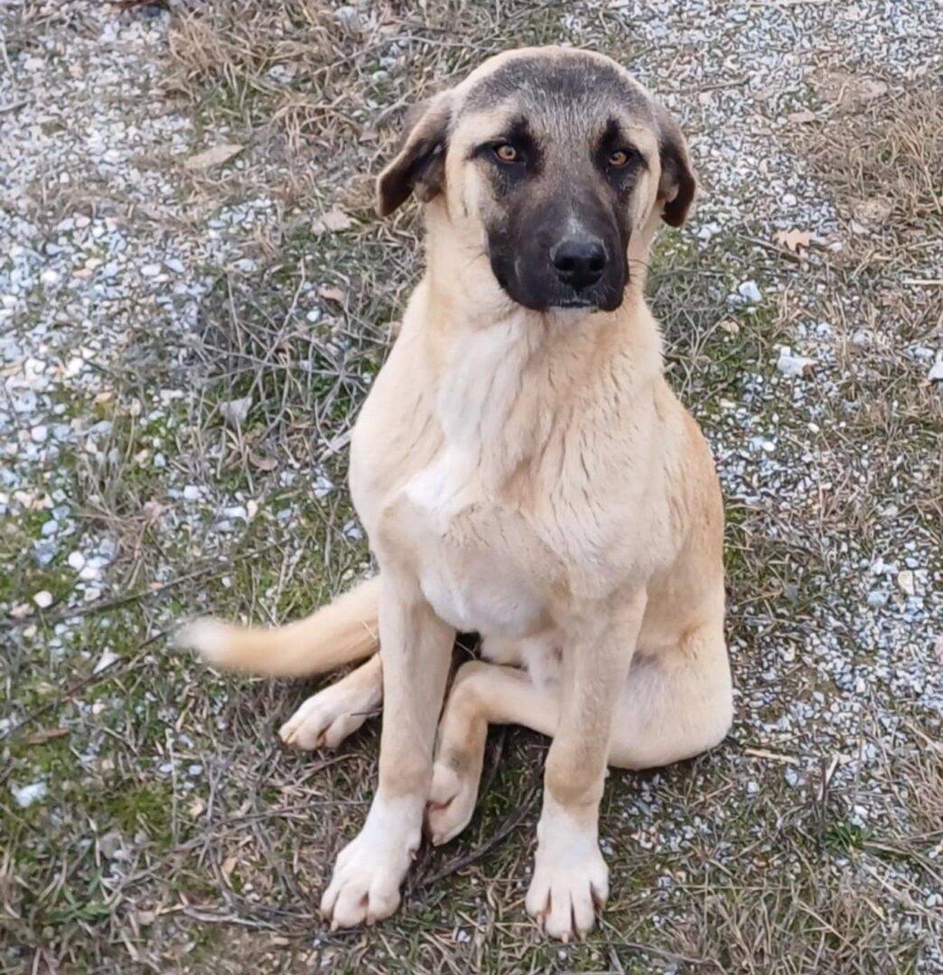 Hund sitzt auf kiesbedecktem Weg im Gras.