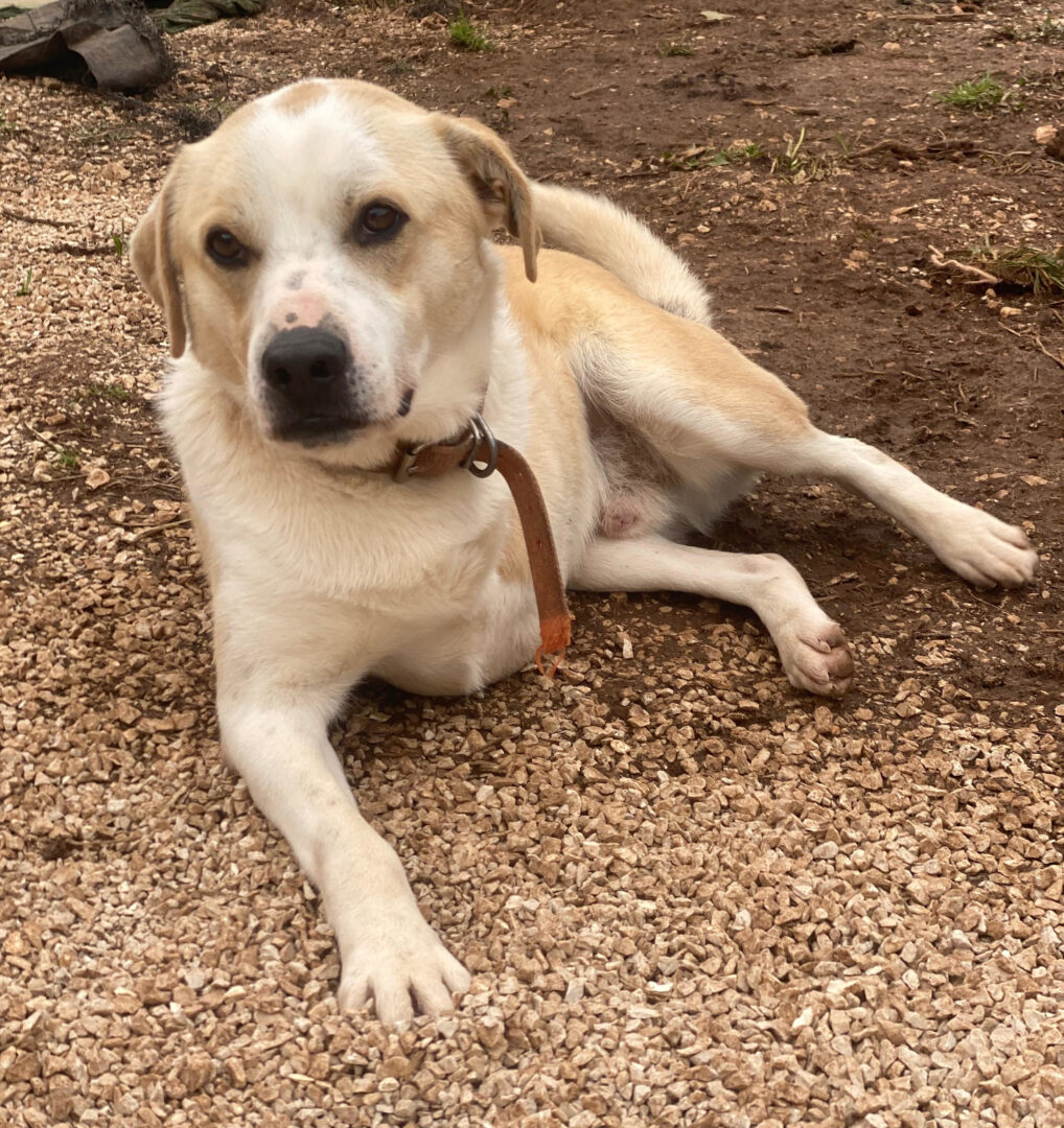 Ein Hund liegt auf einem kiesbedeckten Boden im Freien.