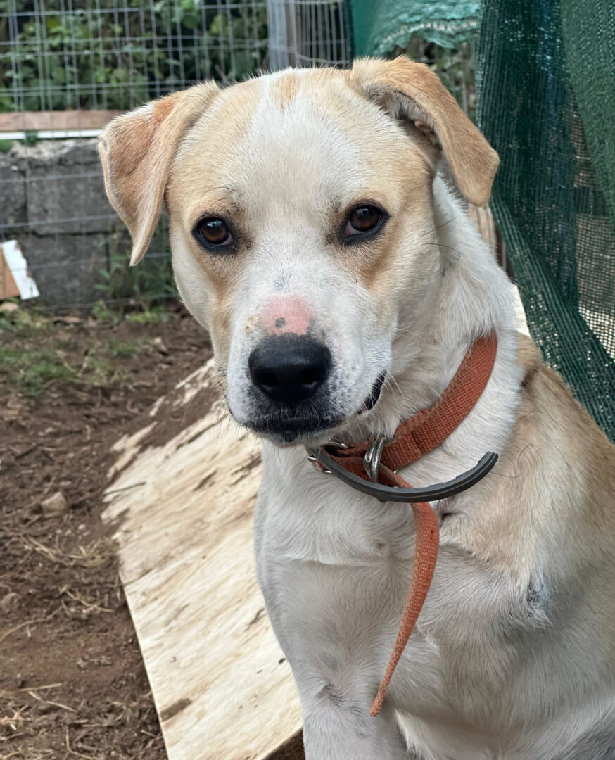 Brauner und weißer Hund mit Kragen sitzt vor einem Zaun