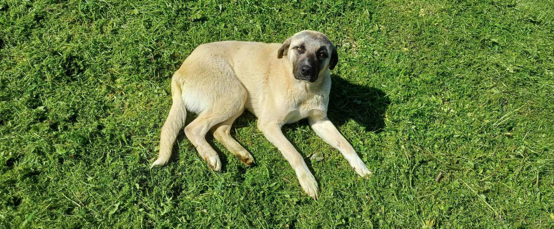 Ein Hund liegt entspannt auf einem frisch gemähten, grünen Rasen.