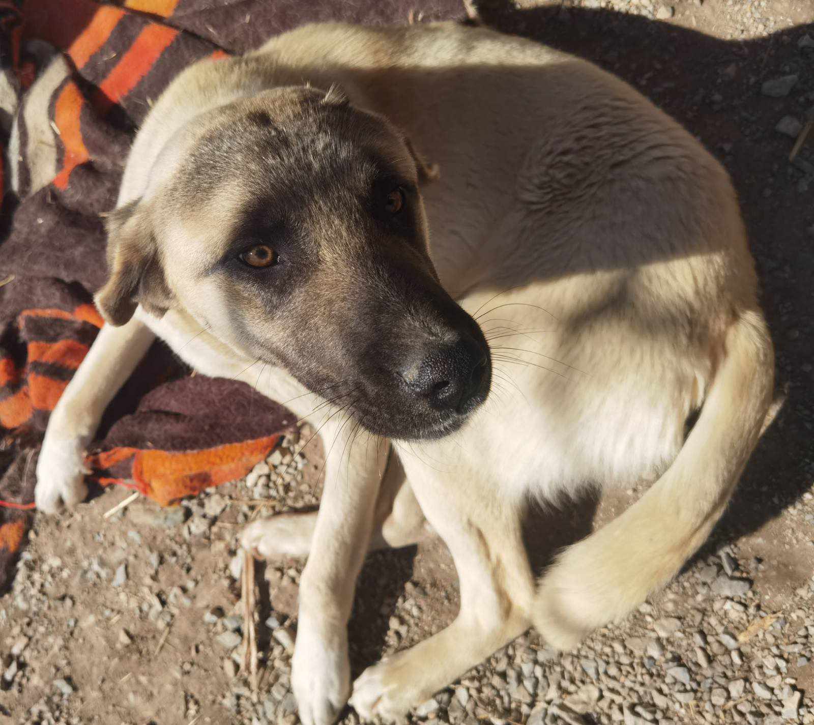 Großer Hund liegt auf einem farbigen Teppich im Sonnenlicht.