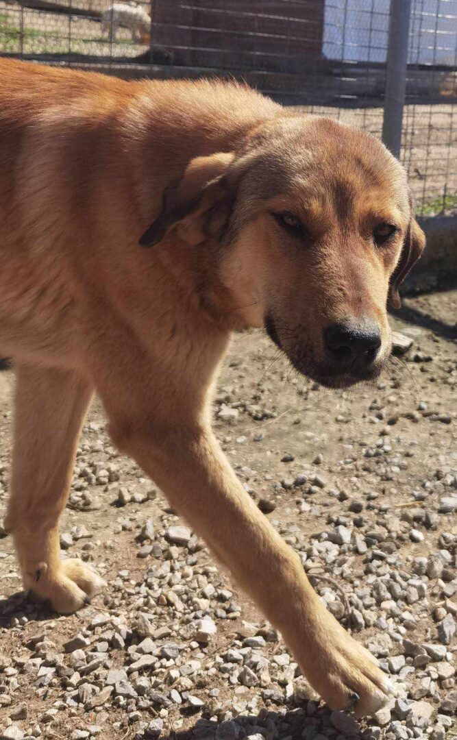 Ein brauner Hund läuft im Freien auf einem steinigen Boden.