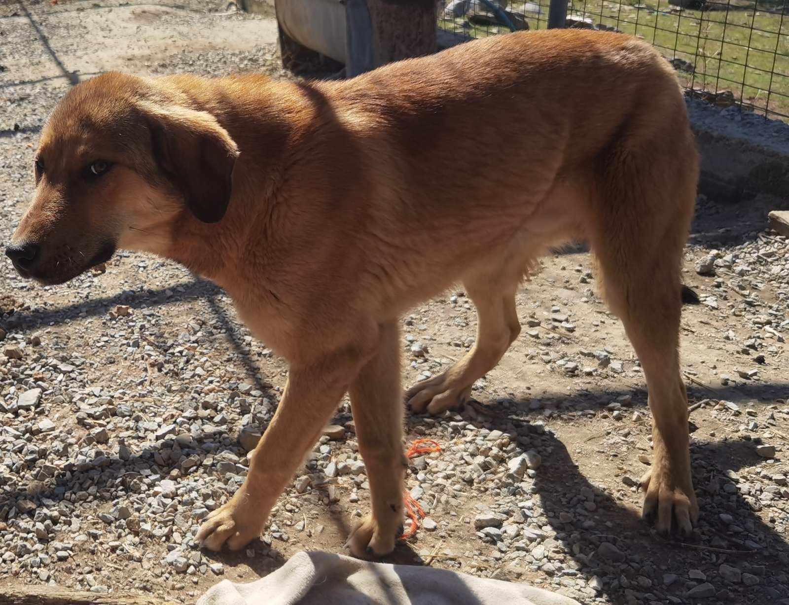 Brauner Hund steht auf Kies in einem Freigehege.