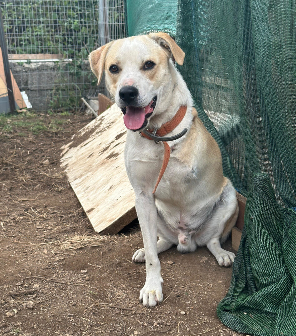 Hund sitzt neben grünem Netz im Außenbereich eines Tierheims oder Geheges.