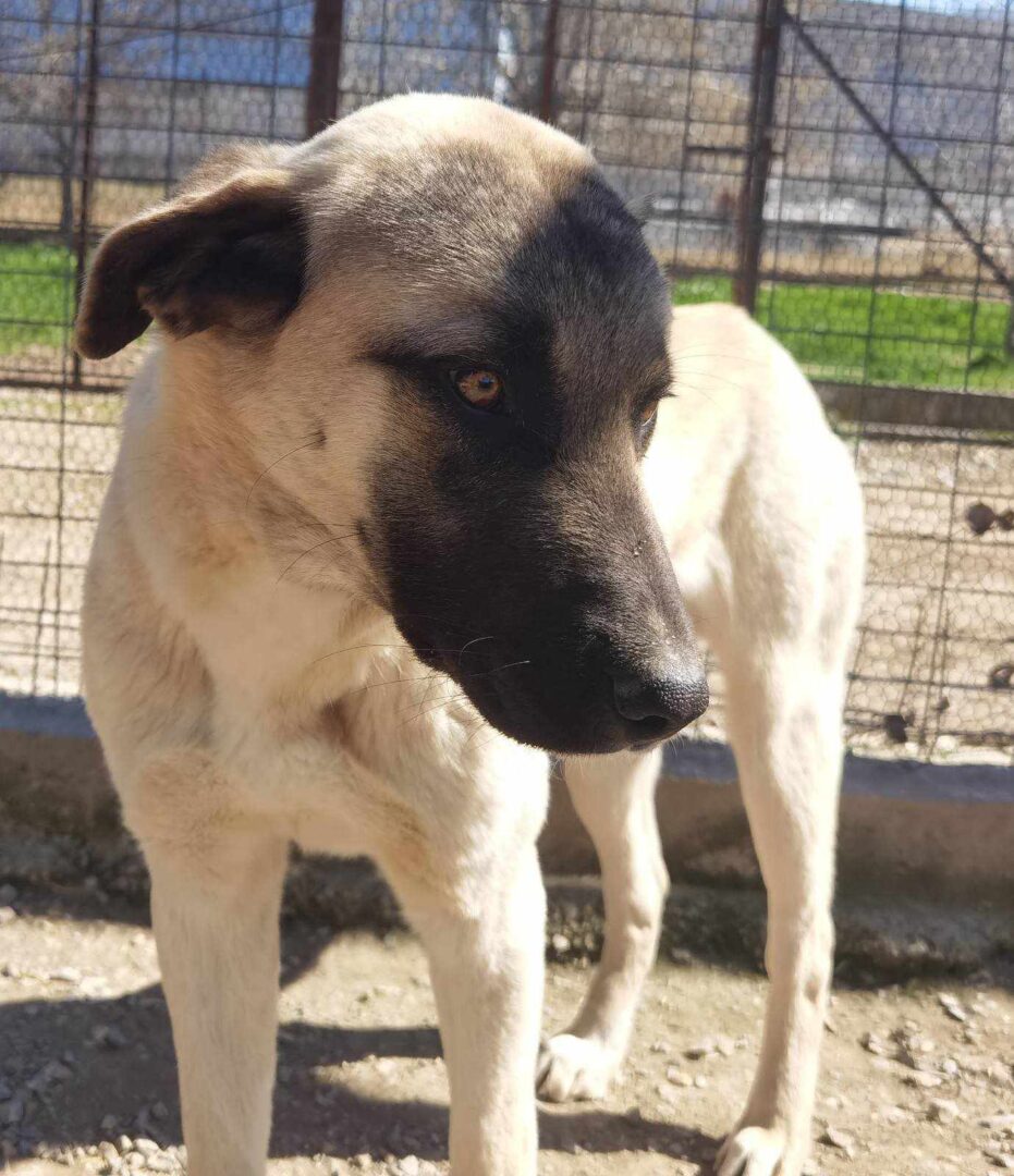 Nahaufnahme eines Hundes vor einem Zaun im Freien.