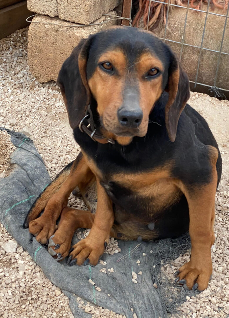 Hund sitzt auf Kies vor einer Mauer aus Betonblöcken und Drahtzaun.
