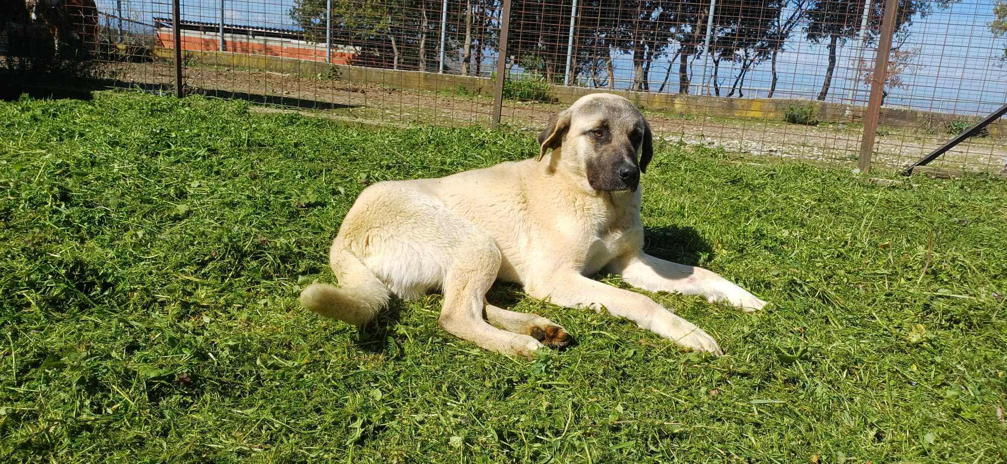 Hund liegt auf einer grünen Wiese vor einem Zaun.