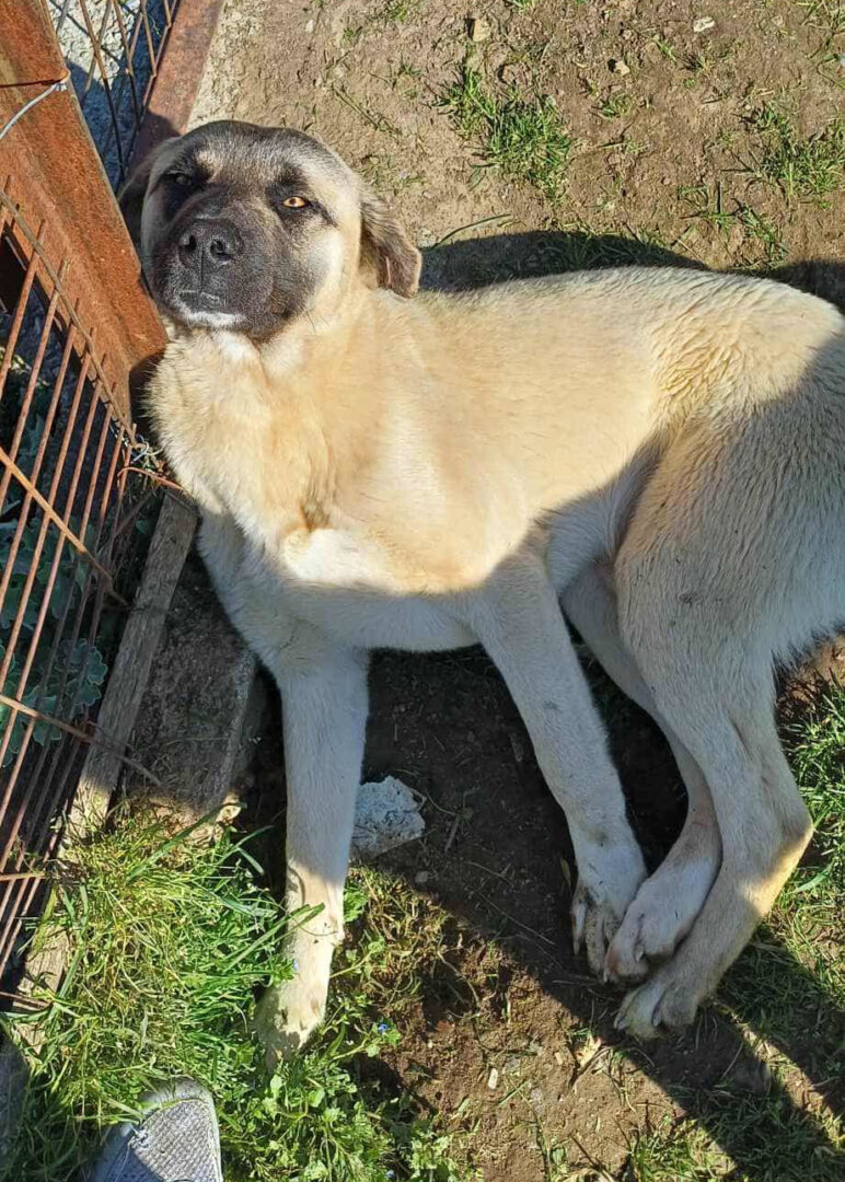 Hund liegt neben einem Zaun auf grasbewachsenem Boden.
