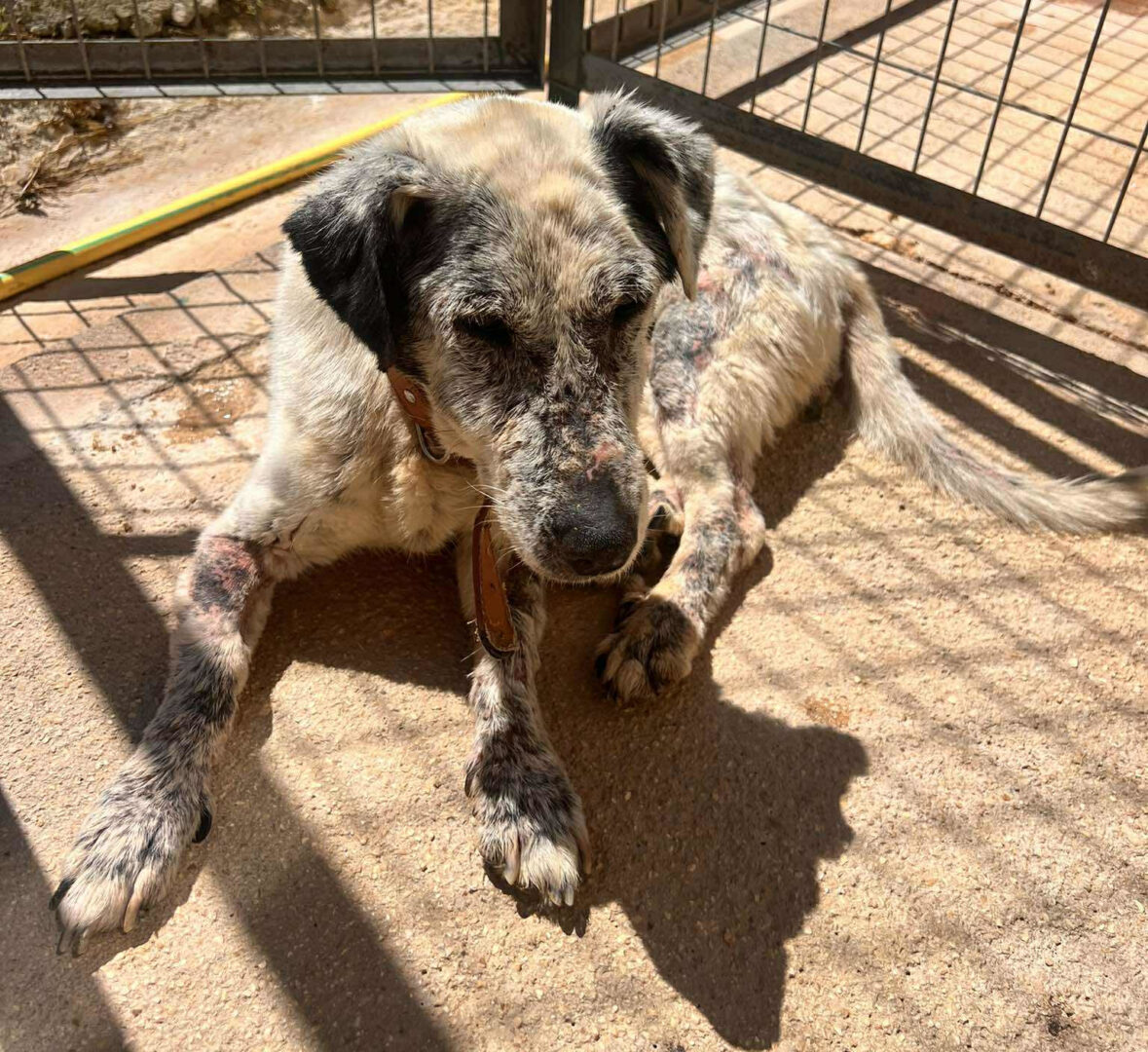 Ein Hund liegt in der Sonne hinter einem Metallzaun auf betoniertem Boden.
