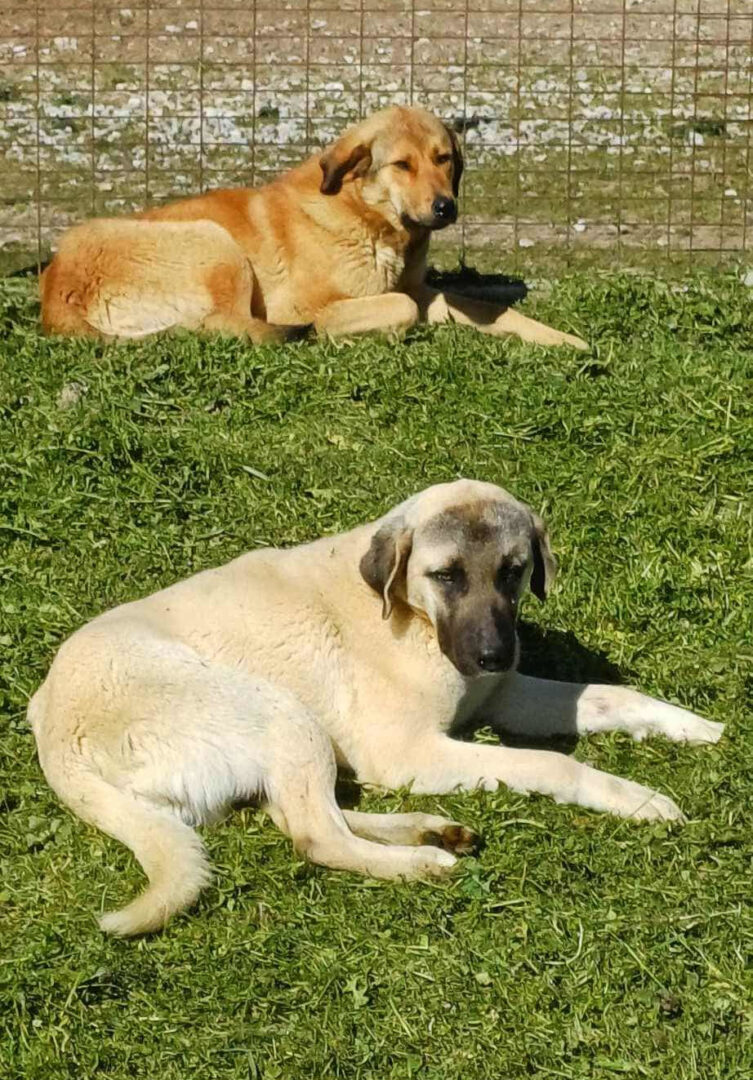 Zwei große Hunde liegen entspannt auf grünem Gras vor einem Zaun.