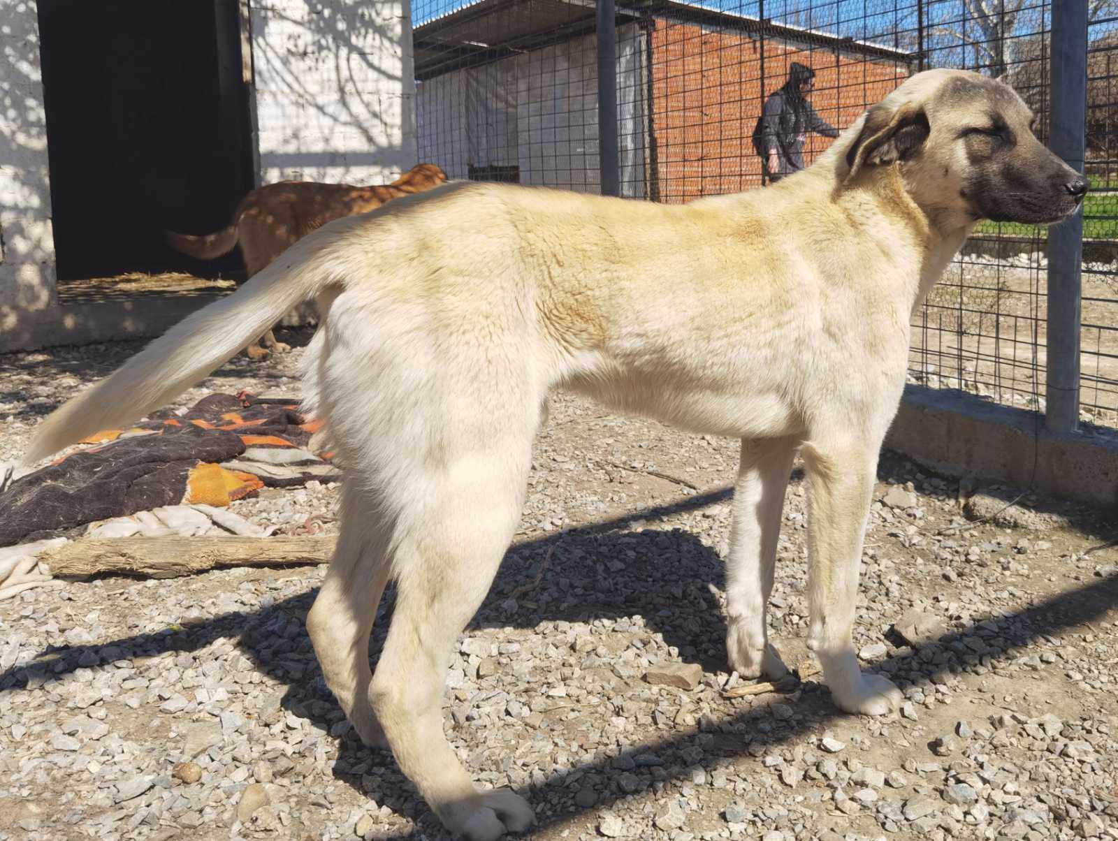 Ein heller Hund steht auf einem Kiesboden vor einem Gitterzaun im Freien.