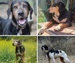 vier Hunde in Not Jul25 Beitragsbild