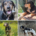 vier Hunde in Not Jul25 Beitragsbild