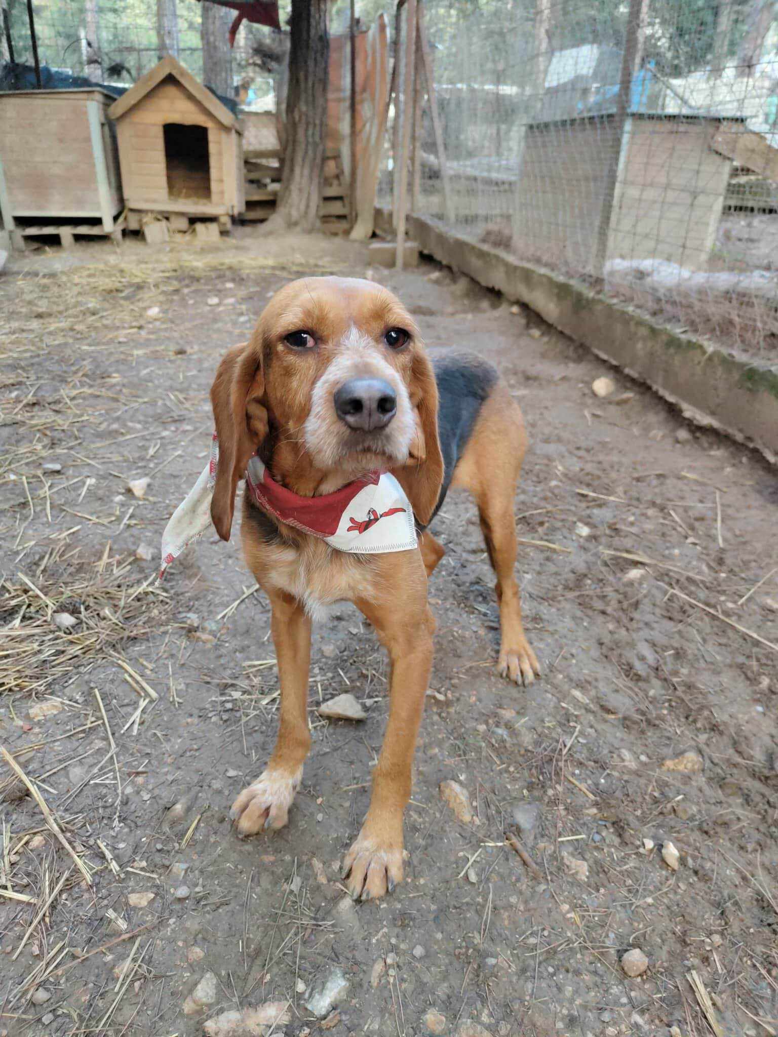 Bonita Zorro Dogsavior Dez25 2