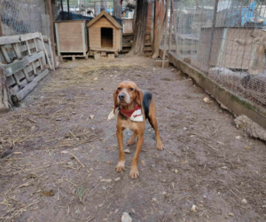 Bonita Zorro Dogsavior Dez25 3