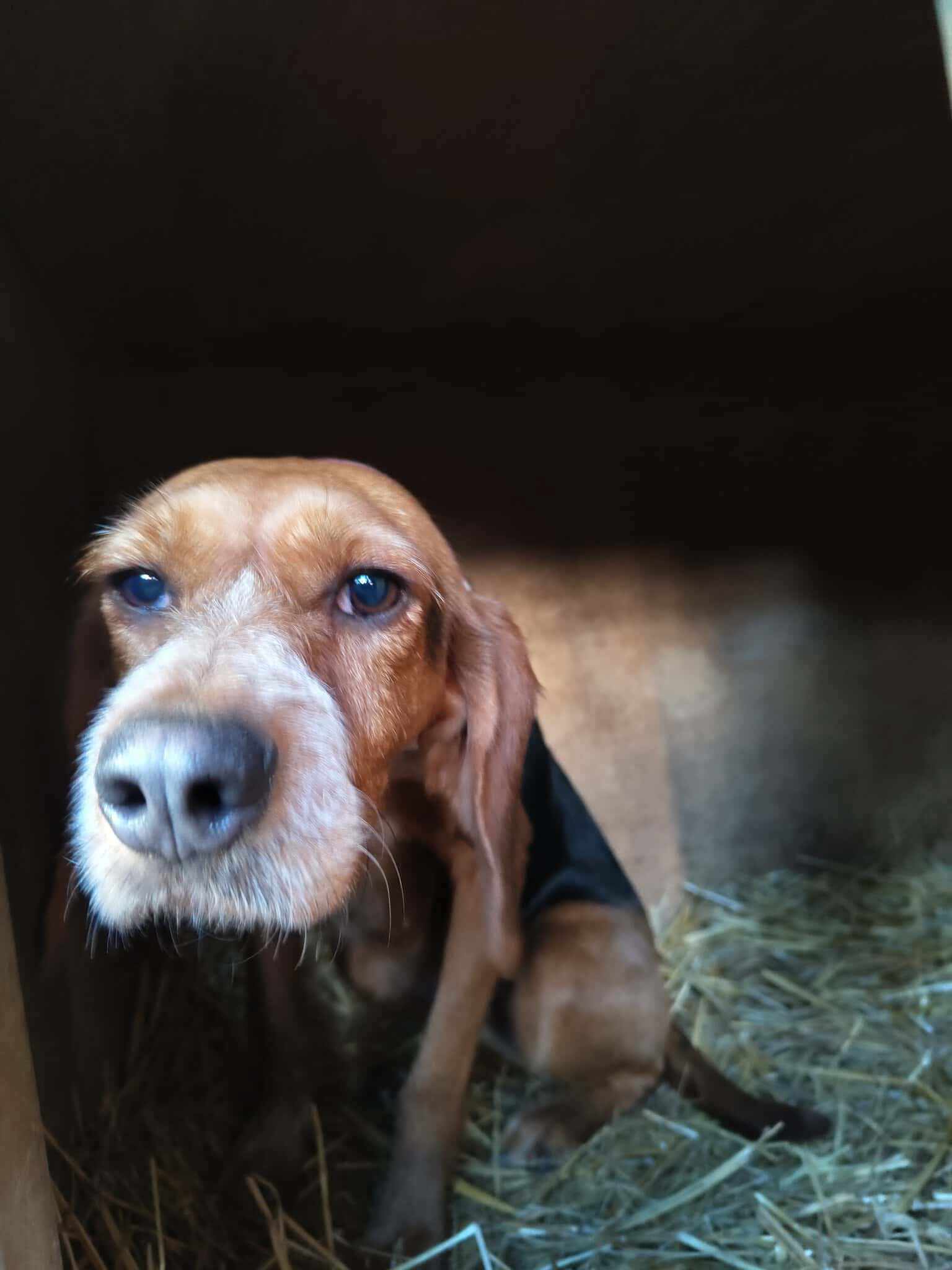 Bonita Zorro Dogsavior Dez25 4