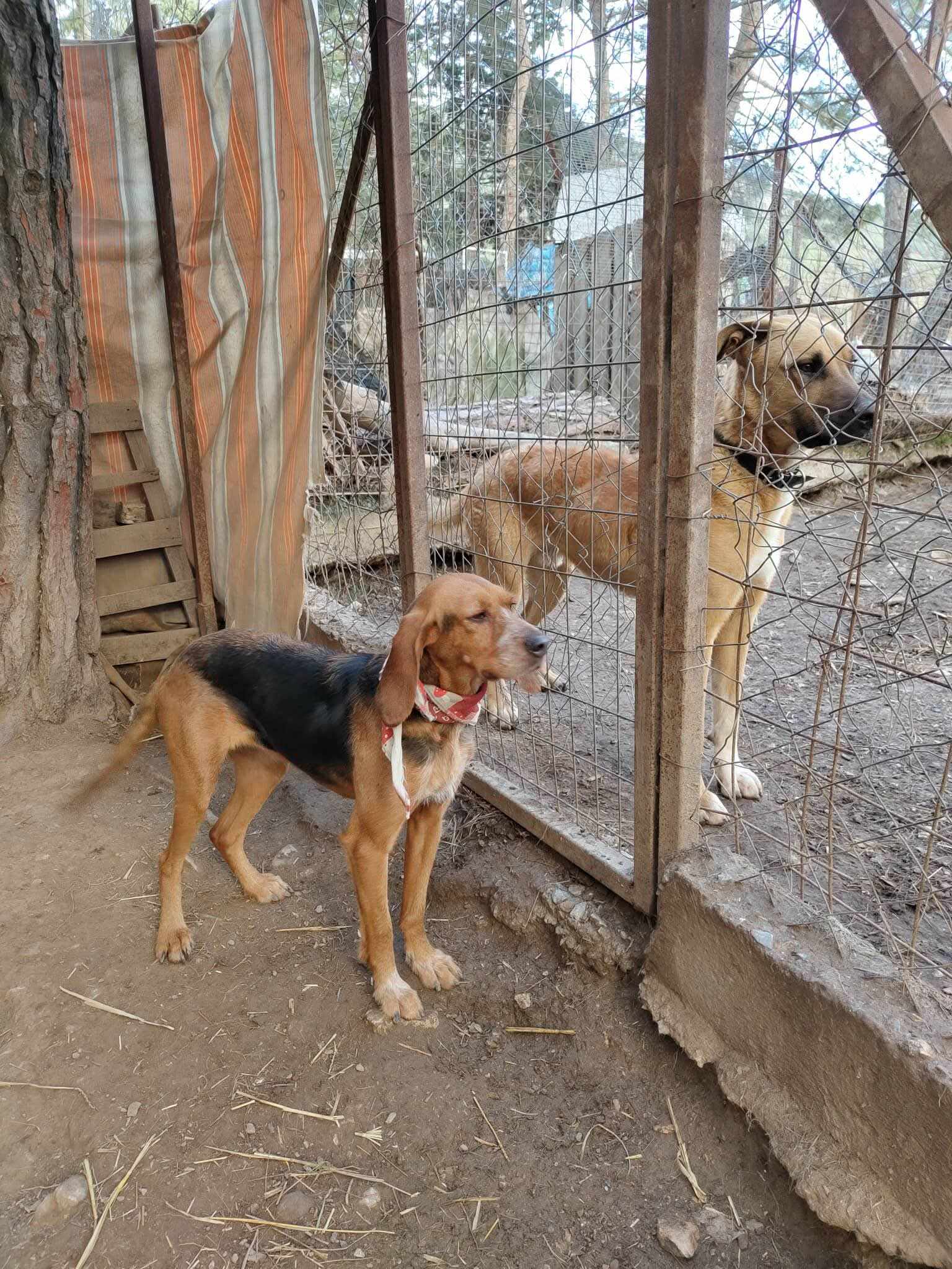 Bonita Zorro Dogsavior Dez25 5