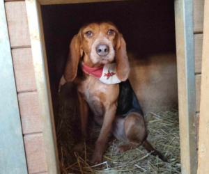 Bonita Zorro Dogsavior Dez25 Beitragsbild