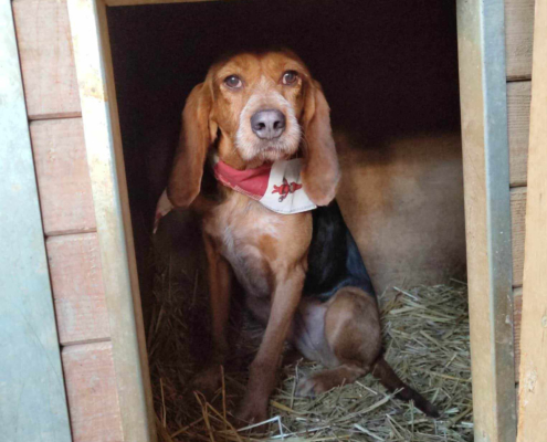 Bonita Zorro Dogsavior Dez25 Beitragsbild